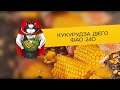 Кукурудза Дієго ФАО 240