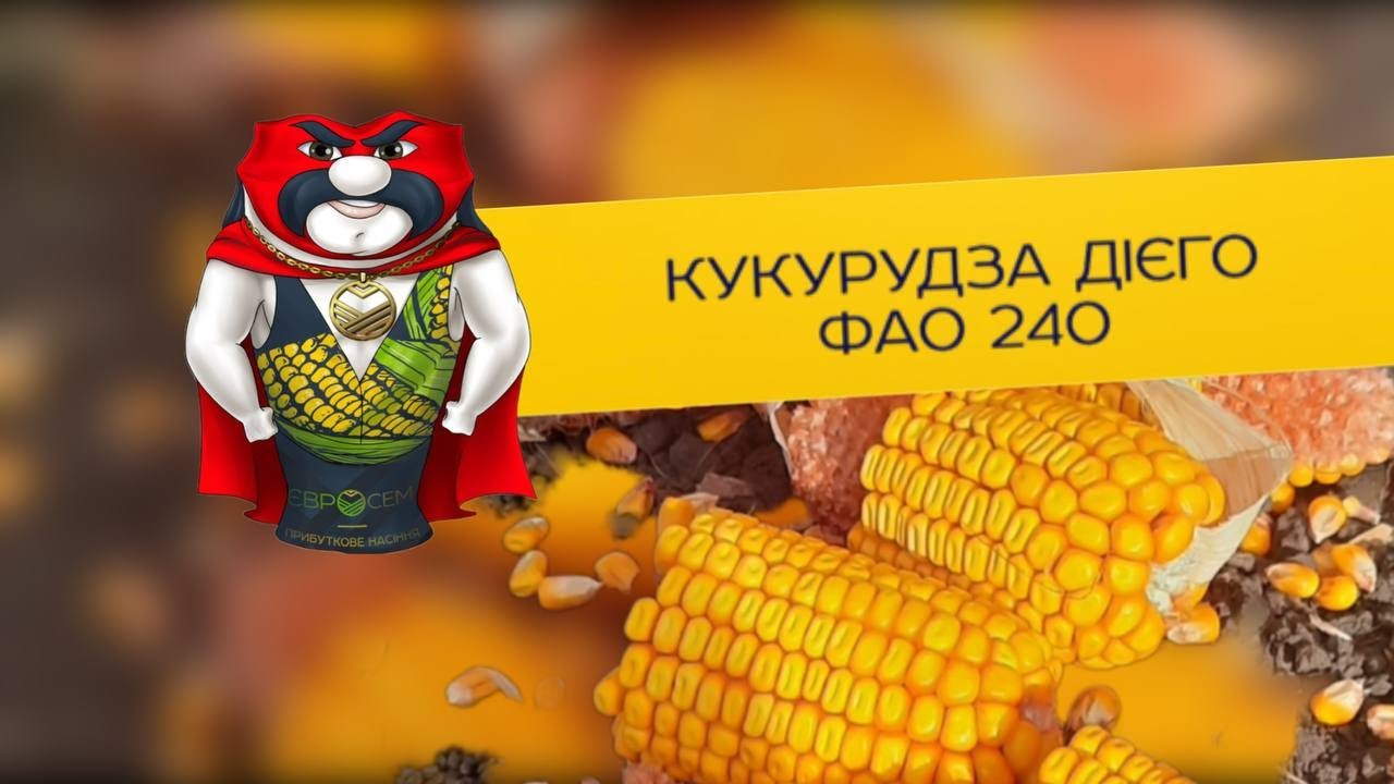 Кукурудза Дієго ФАО 240