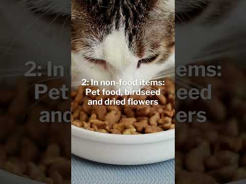 7 unexpected places you might find pantry moths (and how to keep them out)