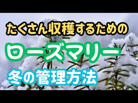 ローズマリーの越冬のヒント 植物