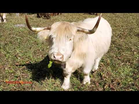 MUCCHE HIGHLANDER AL PASCOLO ALLA FIERA DI S. MARTINO A CASTELDELFINO (CN) DOM.  18 -10 - 2020.