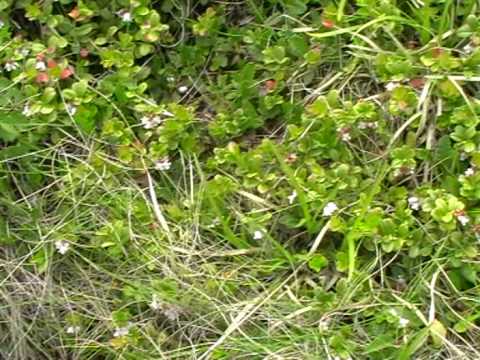 ZIUA 4 FLORA HASMASU MARE MERISOR RACIUTVS1