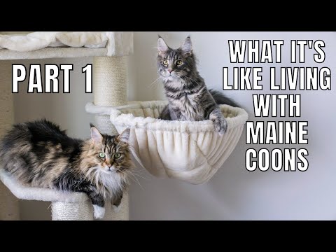 What It's Like Living with Maine Coons (Part 1)