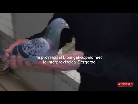 Video Op het hok bij Jordy en Patrick Lauwers, Beigem (BE)