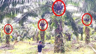 Download lagu PANEN SAWIT DI BULAN PUASA BANYAK BUAH.!! mp3