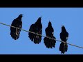 Great-tailed Grackles sing