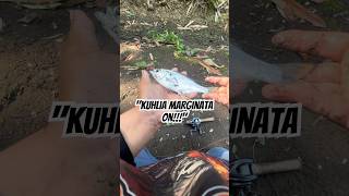 Download lagu 'Memancing di sungai' Kuhlia Marginata, ikan perch hutan yang mudah ditemukan di sungai ini #memancing#viral#fyp mp3