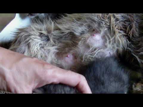 Ungarn unsere Katzen