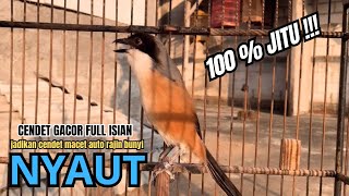 Download lagu cendet gacor MEWAH full BONGKAR EMOSI,, PANCINGAN CENDET AGAR BUNYI bikin BURUNG PENTET GACOR AKTIF mp3 Download lagu cendet gacor MEWAH full BONGKAR EMOSI,, PANCINGAN CENDET AGAR BUNYI bikin BURUNG PENTET GACOR AKTIF mp3