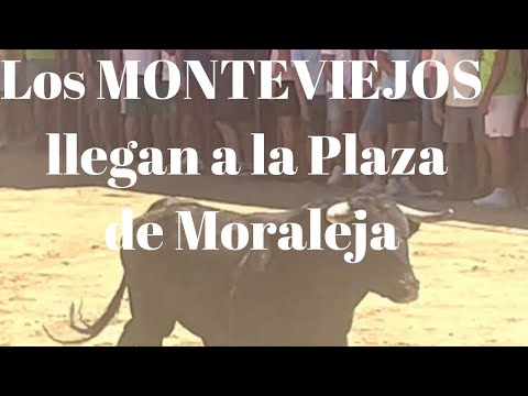 Los TOROS MONTEVIEJOS llegan a la Plaza de Moraleja