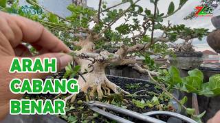 Download lagu MENGARAHKAN ANAK CABANG PADA BONSAI SANCANG mp3