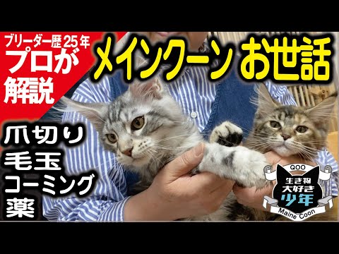 メインクーンの世話