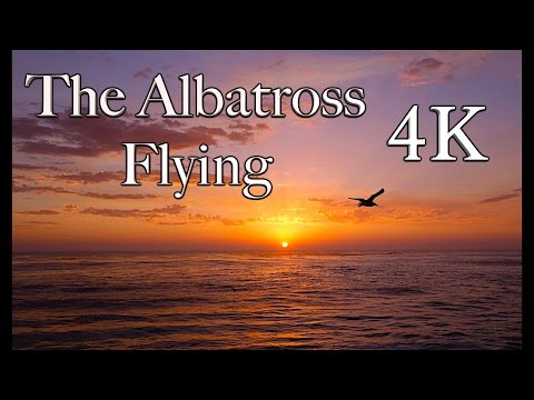 InFlight History 4K - The Albatross Flying 4K