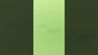 Loch Ness Monster Sighting? #shorts