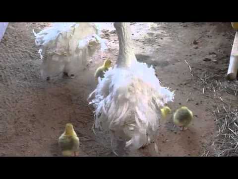 download lagu mp3 mp4 Baby Goose Name, download lagu Baby Goose Name gratis, unduh video klip Baby Goose Name