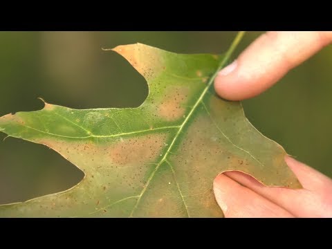 Oak Wilt - protect your trees | Wisconsin DNR