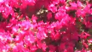 MAHER SHALAL HASH BAZ : Honey