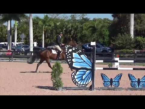 Caja, Jumper for sale, WEF 2018 SOLD