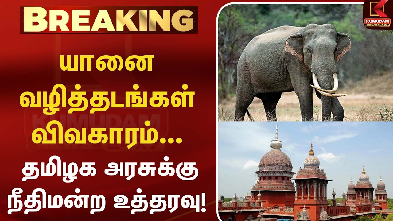 யானை வழித்தடங்கள் விவகாரம்... தமிழக அரசுக்கு நீதிமன்ற உத்தரவு! |ElephantCorridors | Kumudam News