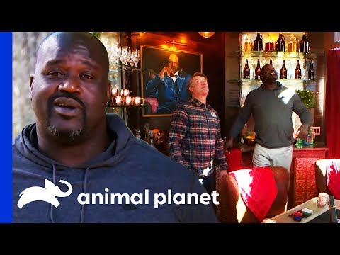 Check Out Shaq’s Awesome Treetop Speakeasy On 'Treehouse Masters'
