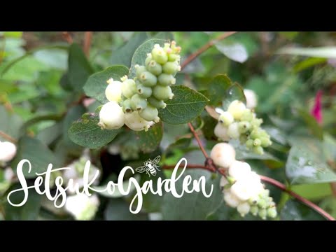 スノーベリー 植物