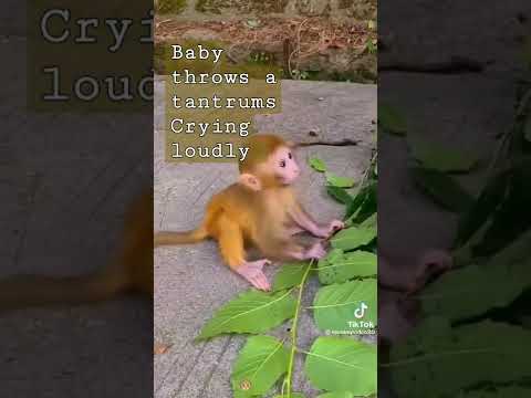 Baby Monkey Throws a fit & crys loudly 😭