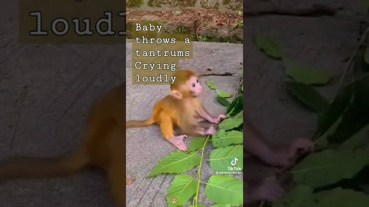 Baby Monkey Throws a fit & crys loudly 😭