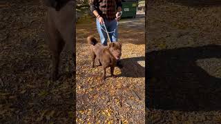 Video preview image #1 Mutt Puppy For Sale in Woodland Hills, CA, USA