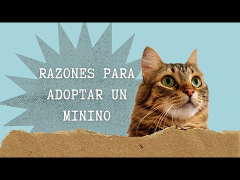 Razones para adoptar un gato!!
