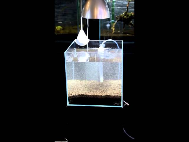 Shrimp Tank with Undergravel Filter (Step by Step)