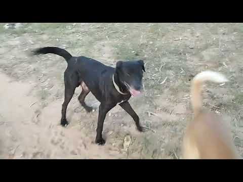 Dogs activities # Naveen naiwal vlogs#viral #nature #doggie life# 14-09-2025