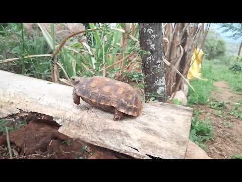 Msee ni wewe. Huyu ni Mzee Kobe.