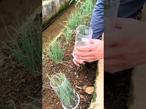 Modren Farming #shorts #agriculture #farming2024 #youngfarmers #EliteShortsUnleashed #2399