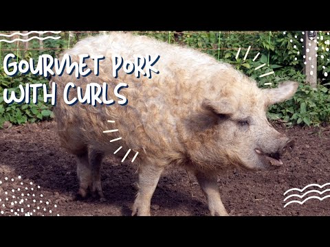 Mangalitsa Pigs: The Curly Pig that makes Gourmet Pork