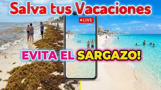 🥺Don't CANCEL!🥺 WATCH THIS VIDEO - How to check for sargassum live today Guide to avoiding sargas...