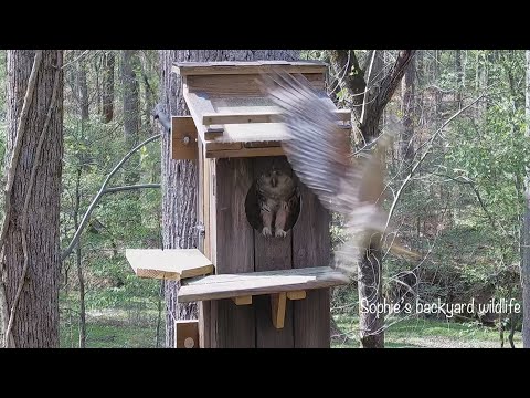Barred owl nest with sound - Highlight, April 7, 2021: Owl trouble