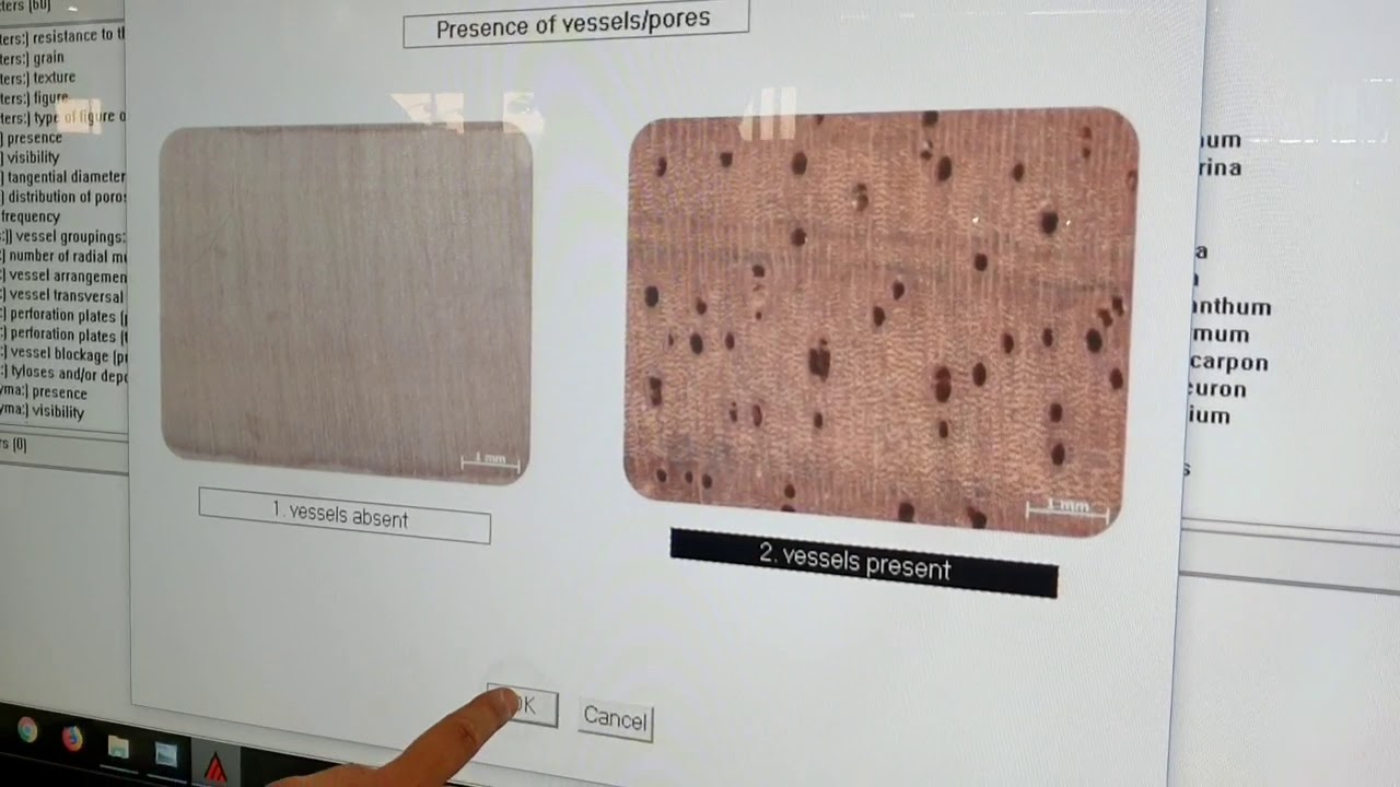 Aplicativo de identificação de madeira
