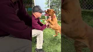 Video preview image #1 Mutt Puppy For Sale in Pasadena, CA, USA