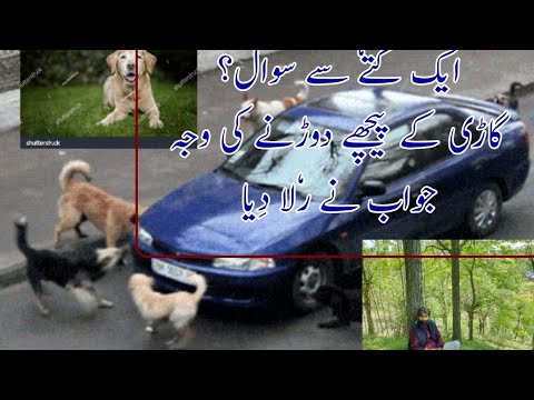 DIFFICULT LIFE OF DOGS BY AKHTER MUKHTAR .