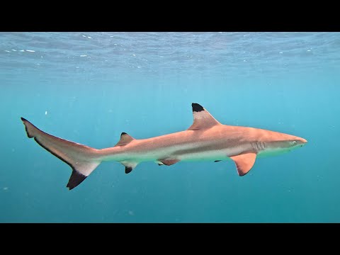 Bali Underwater Paradise: Shipwreck & Mola Mola Diving Expedition - Video — video thumbnail