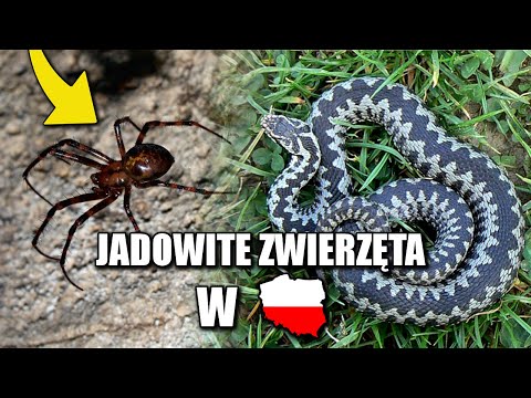 NAJBARDZIEJ JADOWITE ZWIERZĘTA W POLSCE!
