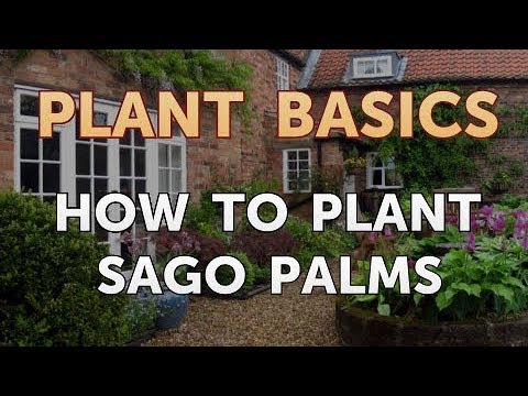 How to Dry an Overwatered Plant