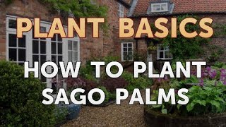 How to Plant Sago Palms
