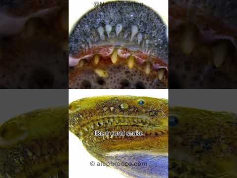 Caecilians | Limbless amphibians