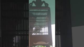 Download lagu Kicau Mania _ Hiburanku _ Kenari Lokal mp3