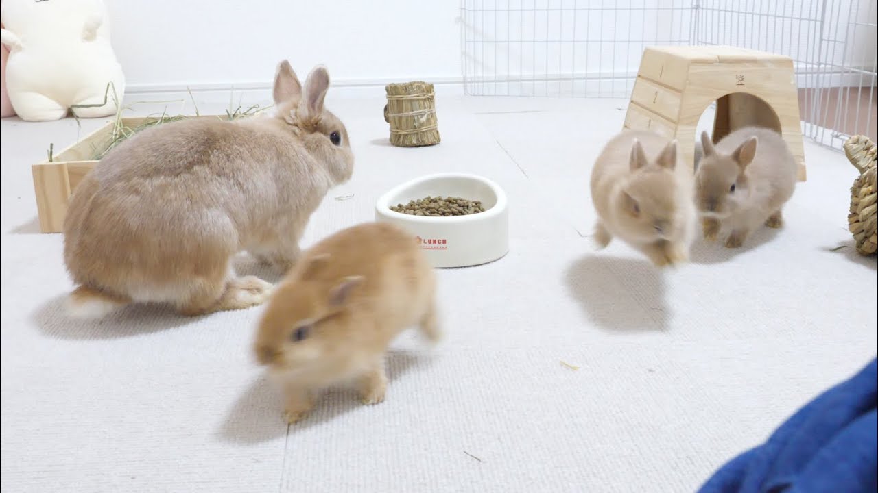 五つ子赤ちゃん大はしゃぎ