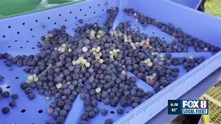Blueberry farmer overcomes setbacks as Poplarville Jubilee season begins