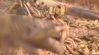 Daily work hard on Farm Grasshopper