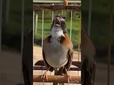 OLHA O CANTO DESSE TICO TICO ! #ticotico #birds #passarosdobrasil