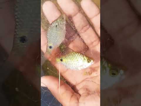 jivan uska pani hai Hath lagao to Dar jayegi bahar nikaalo to Mar #viral #machhali 🐟🐟#fishing